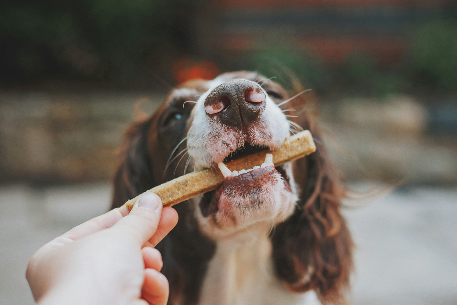 Feeding & Treats