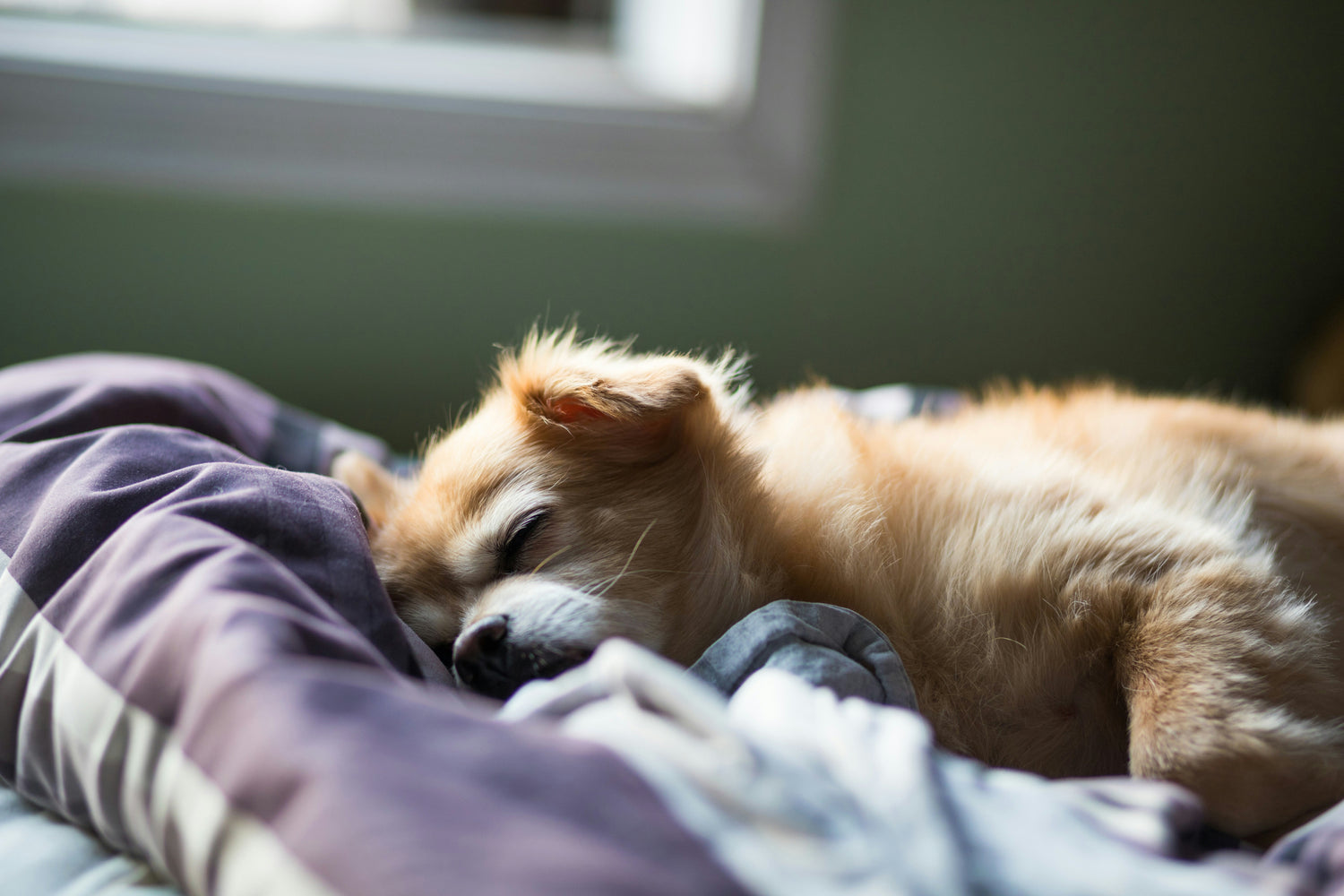 Beds & Comfort